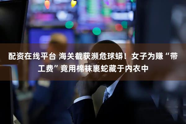 配资在线平台 海关截获濒危球蟒！女子为赚“带工费”竟用棉袜裹蛇藏于内衣中